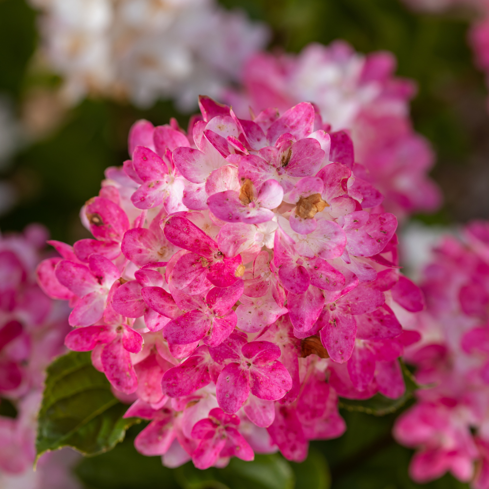 Spring Sizzle Hydrangea with deep red to rosy pink mophead flowers