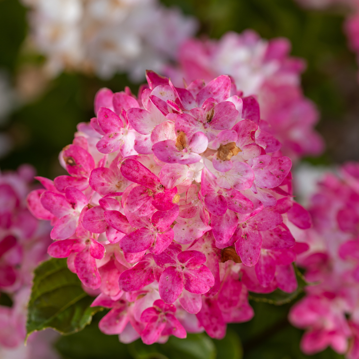 Spring Sizzle Hydrangea with deep red to rosy pink mophead flowers