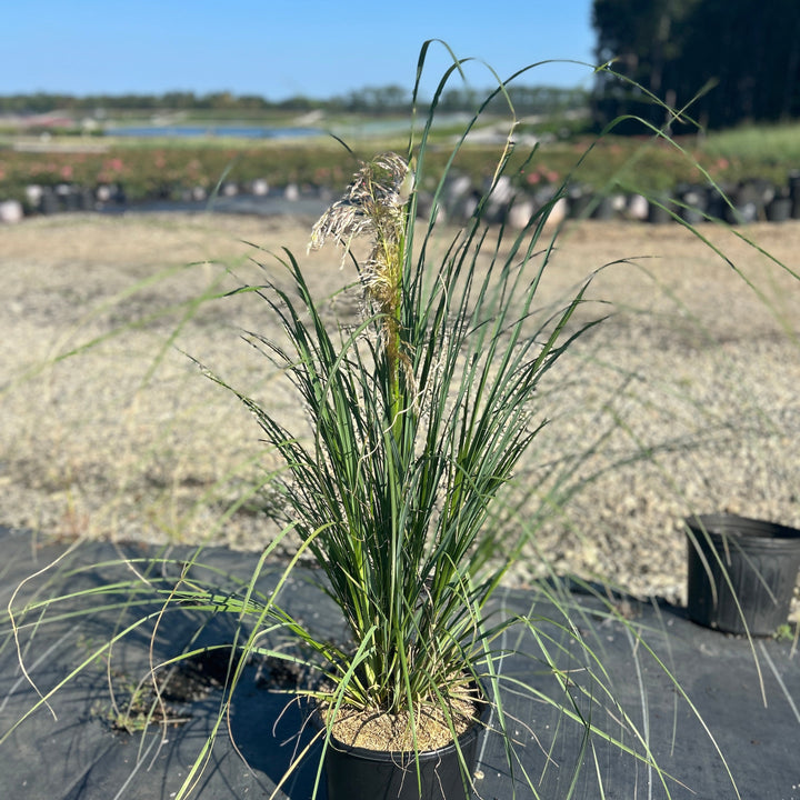 Cortaderia Pampas Grass
