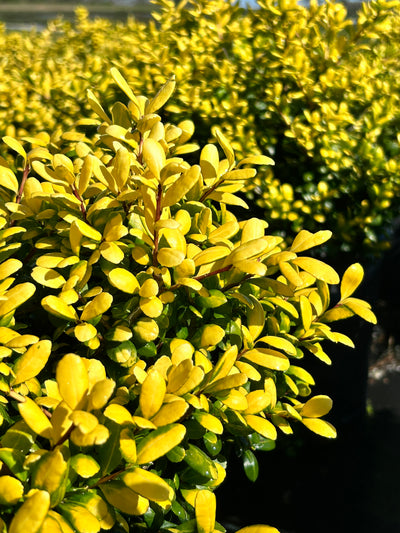 Drops of Gold Japanese Holly