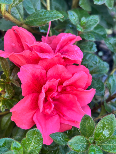 Encore® Autumn Princess™ Azalea