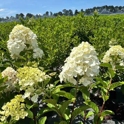 Hydrangea paniculata 'Tardiva' ~ Tardiva Hydrangea