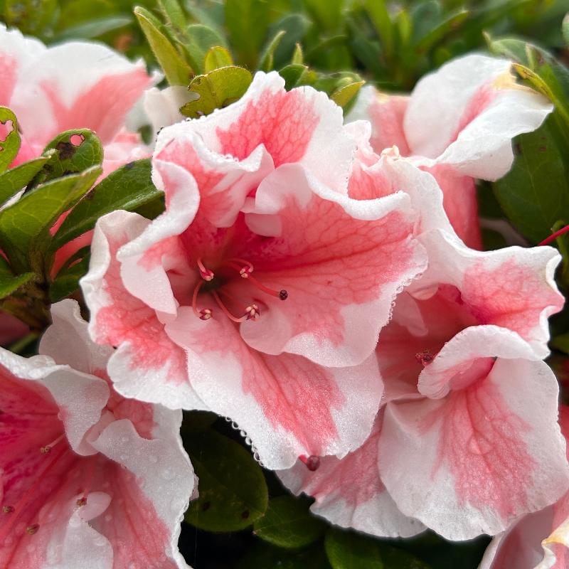 Encore® Autumn Starburst™ Azalea