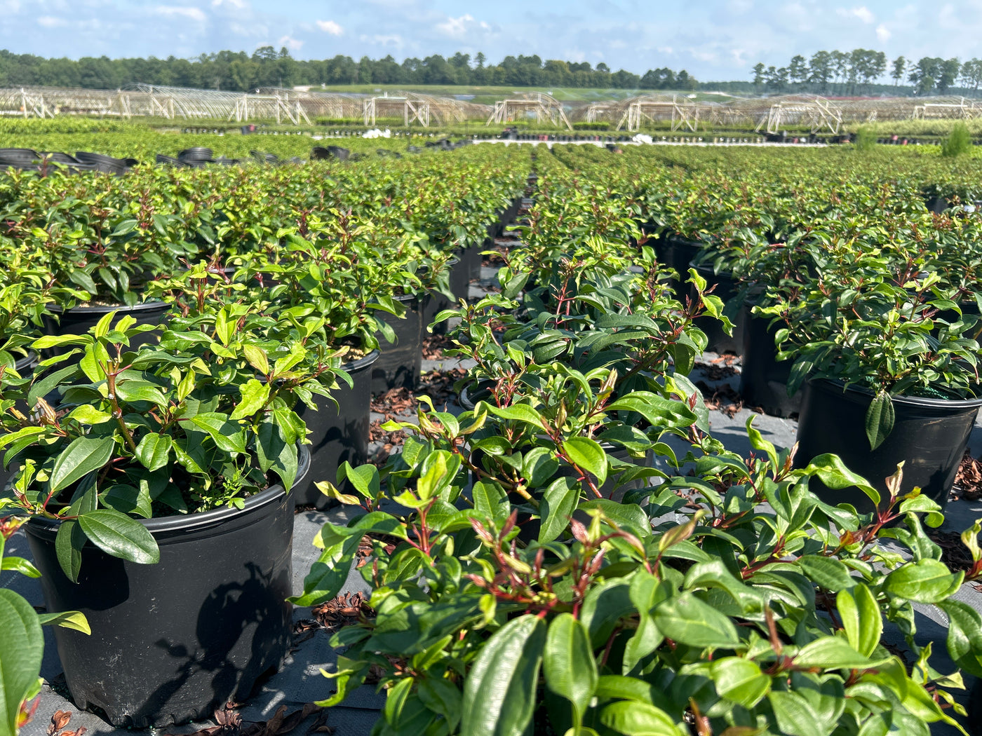 Moonlit Lace® Viburnum