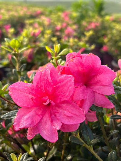 Encore® Autumn Empress™ Azalea