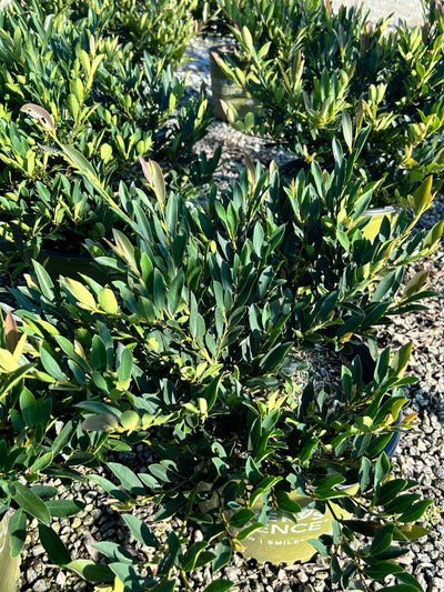 Blue Cascade® Evergreen Distylium