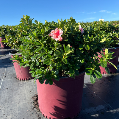 Rhododendron 'Roblet' ~ Encore® Autumn Sunburst™ Azalea