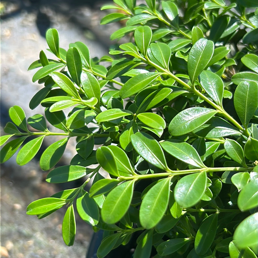 Buxus sinica var. insularis 'RLH-BI' ~ Emerald Knoll Boxwood