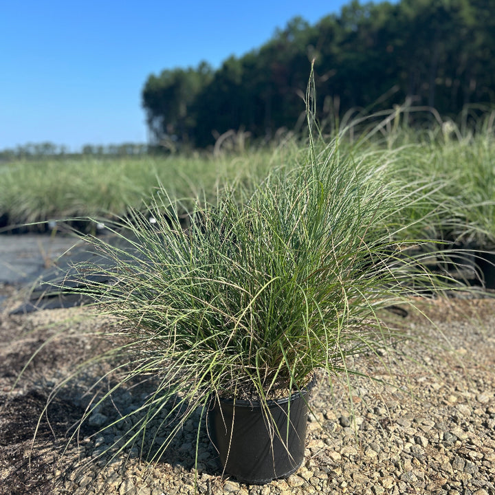 Muhlenbergia capillaris