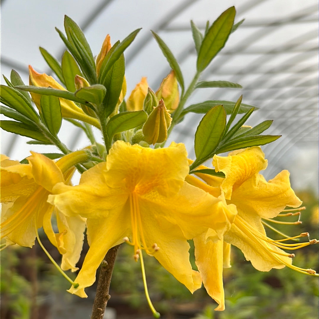 Rhododendron ‘QbackB’ PP27083 ~ Azalea Sunbow® Solar Flare