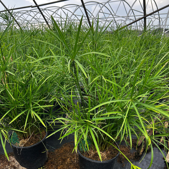 Cyperus Miniature Umbrella Plant