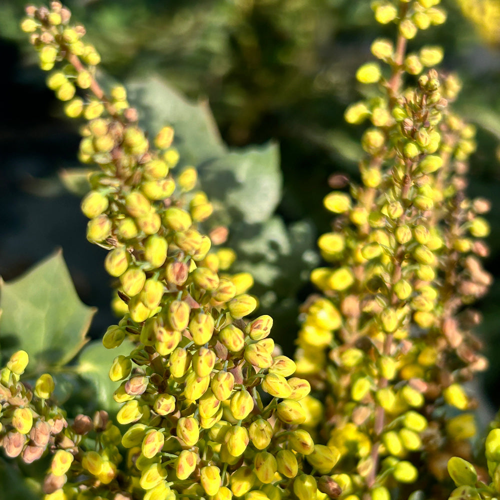 Winter Sun Mahonia Mahonia X Media Winter Sun Winter Sun Mahonia Winter sun mahonia mahonia x media winter sun winter sun mahonia
