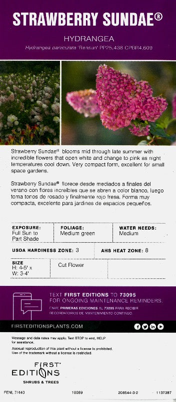 Hydrangea paniculata 'Rensun' PP 25,438 ~ First Editions® Strawberry Sundae® Hydrangea