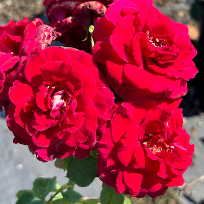 Echo® Brindabella™ Crimson Knight Rose