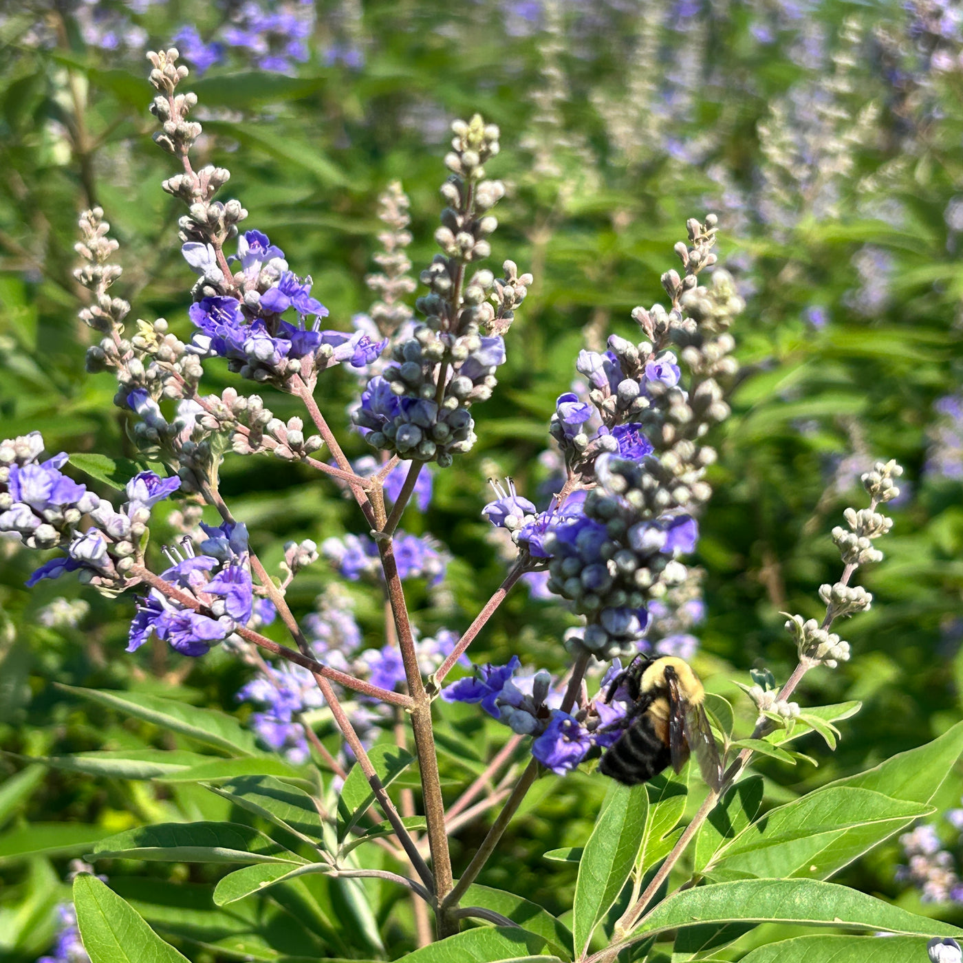 Vitex agnus-castus 'Shoal Creek’ ~ Shoal Creek Chaste Tree