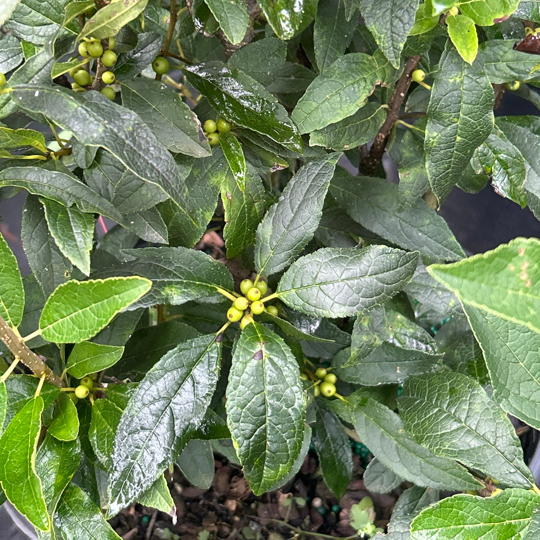 Ilex Winter Red