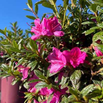 Rhododendron ‘Conlee’ ~ Encore® Autumn Amethyst™ Azalea