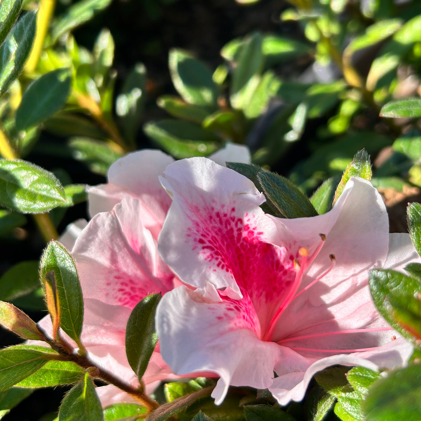 Rhododendron ‘Robled’ ~ Encore® Autumn Chiffon™ Azalea