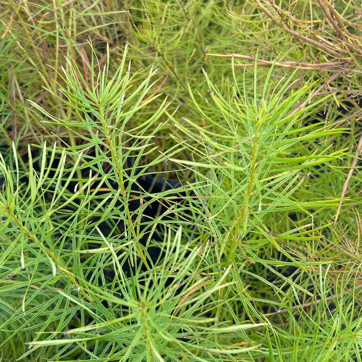 Amsonia hubrichtii (Threadleaf Blue Star)