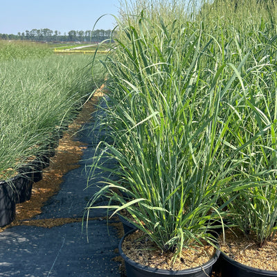 Panicum Heavy Metal ~ Switch Grass