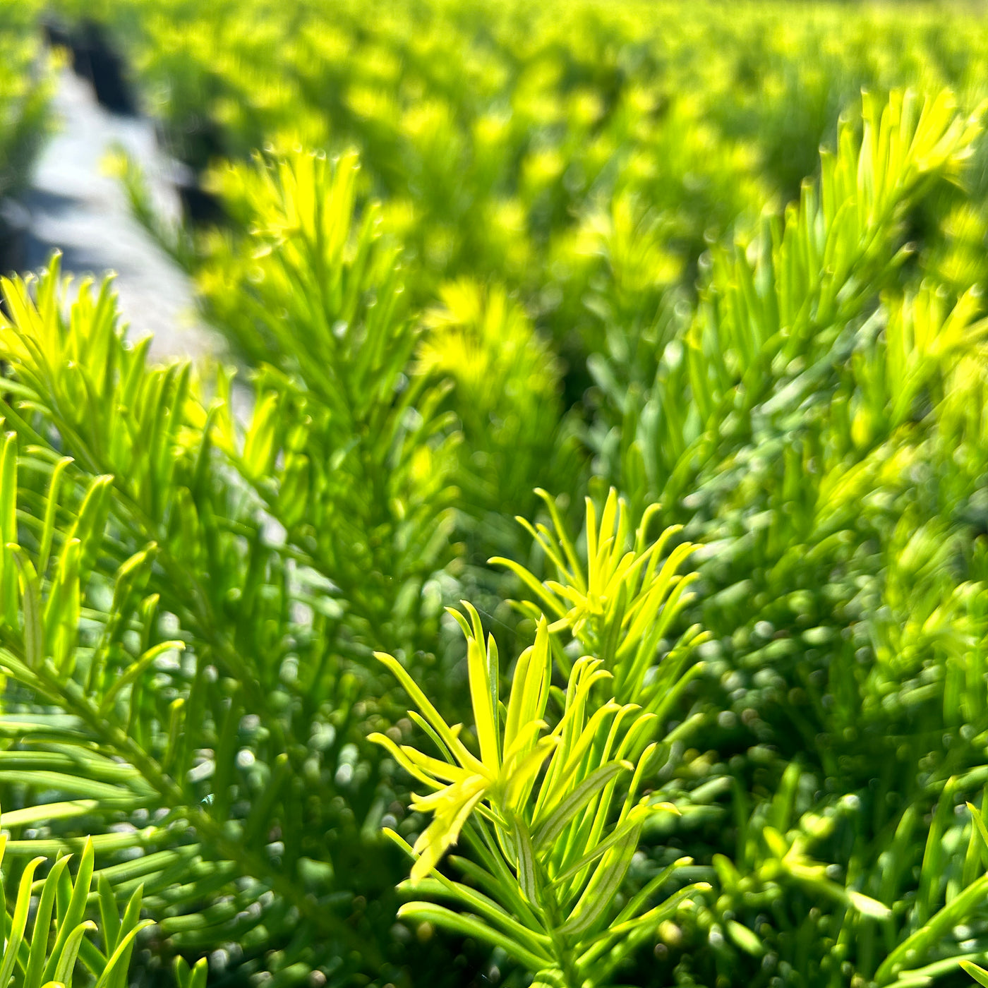 Cephalotaxus harringtonia 'Duke Gardens' ~ Duke Gardens Japanese Plum Yew