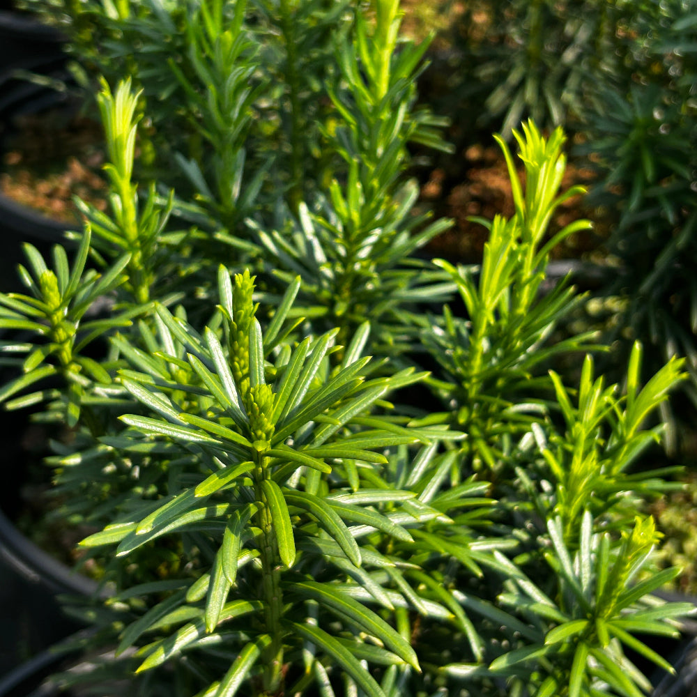 Fastigiata Japanese Plum Yew with upright dark green foliage