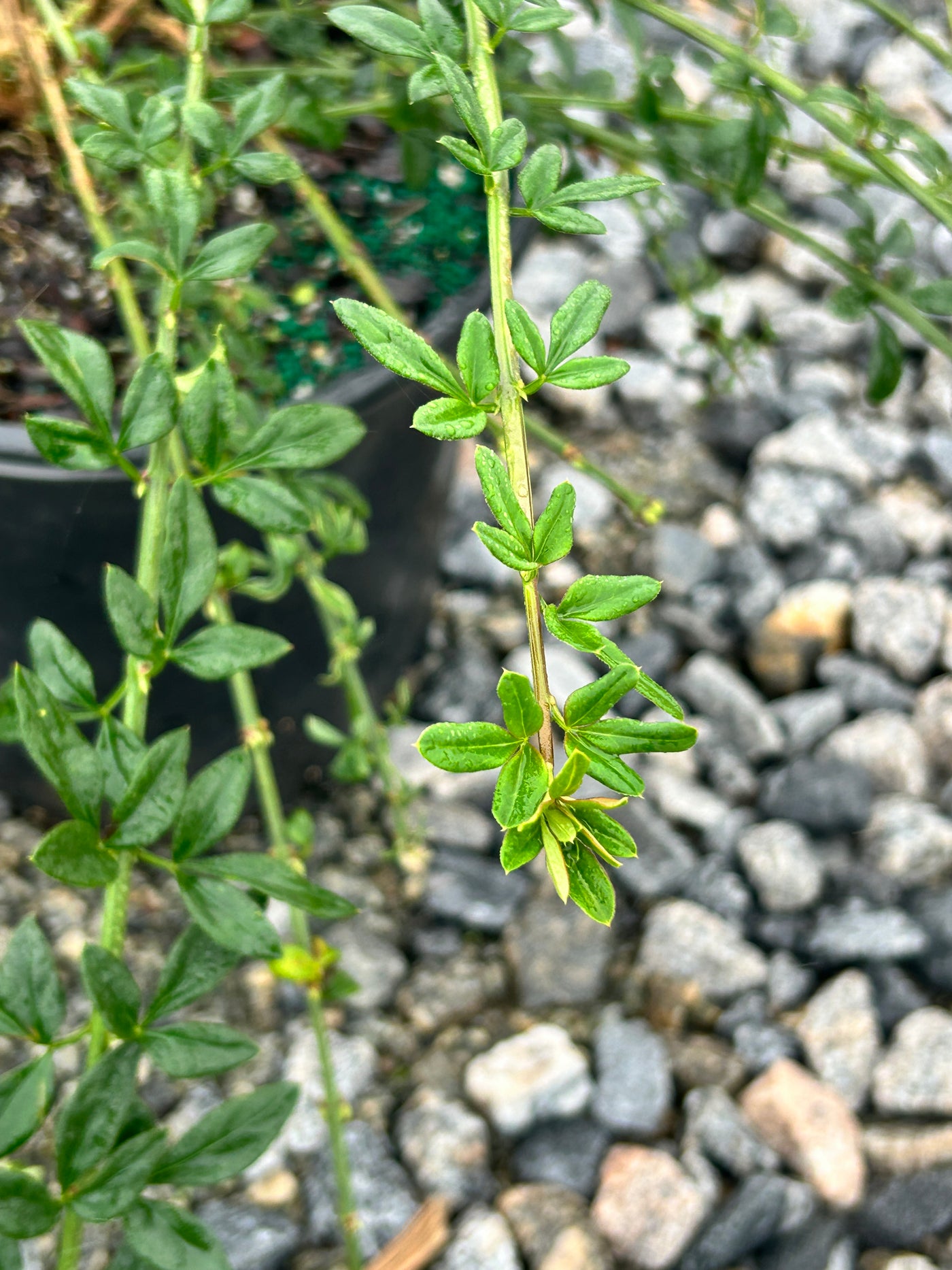 Jasminum ~ Winter Jasmine