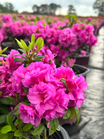 Rhododendron ‘Roblezd’ ~ Encore® Autumn Majesty™ Azalea