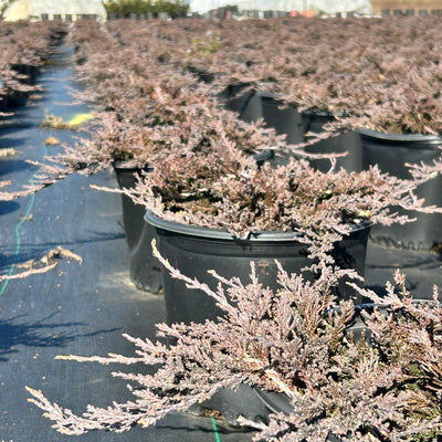 Blue Rug Juniper