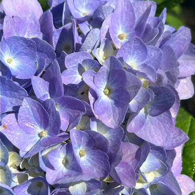 Hydrangea macrophylla 'Bailmer’ ~ Endless Summer® The Original Hydrangea