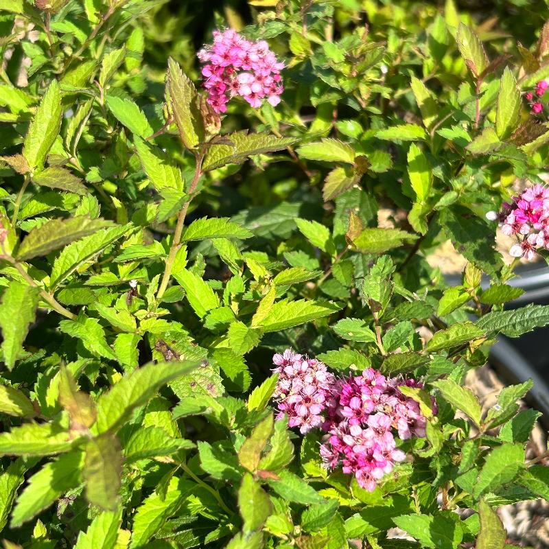 Pyrafae Flash Neon Flash Spirea - Spiraea japonica 'Neon Flash' – GoBuyPlants
