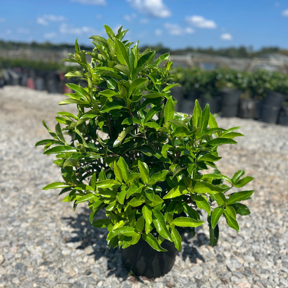 A small potted green shrub with dense, leafy branches in a black nursery pot, photographed outdoors on a gravel surface with a blurred garden center or sky background.