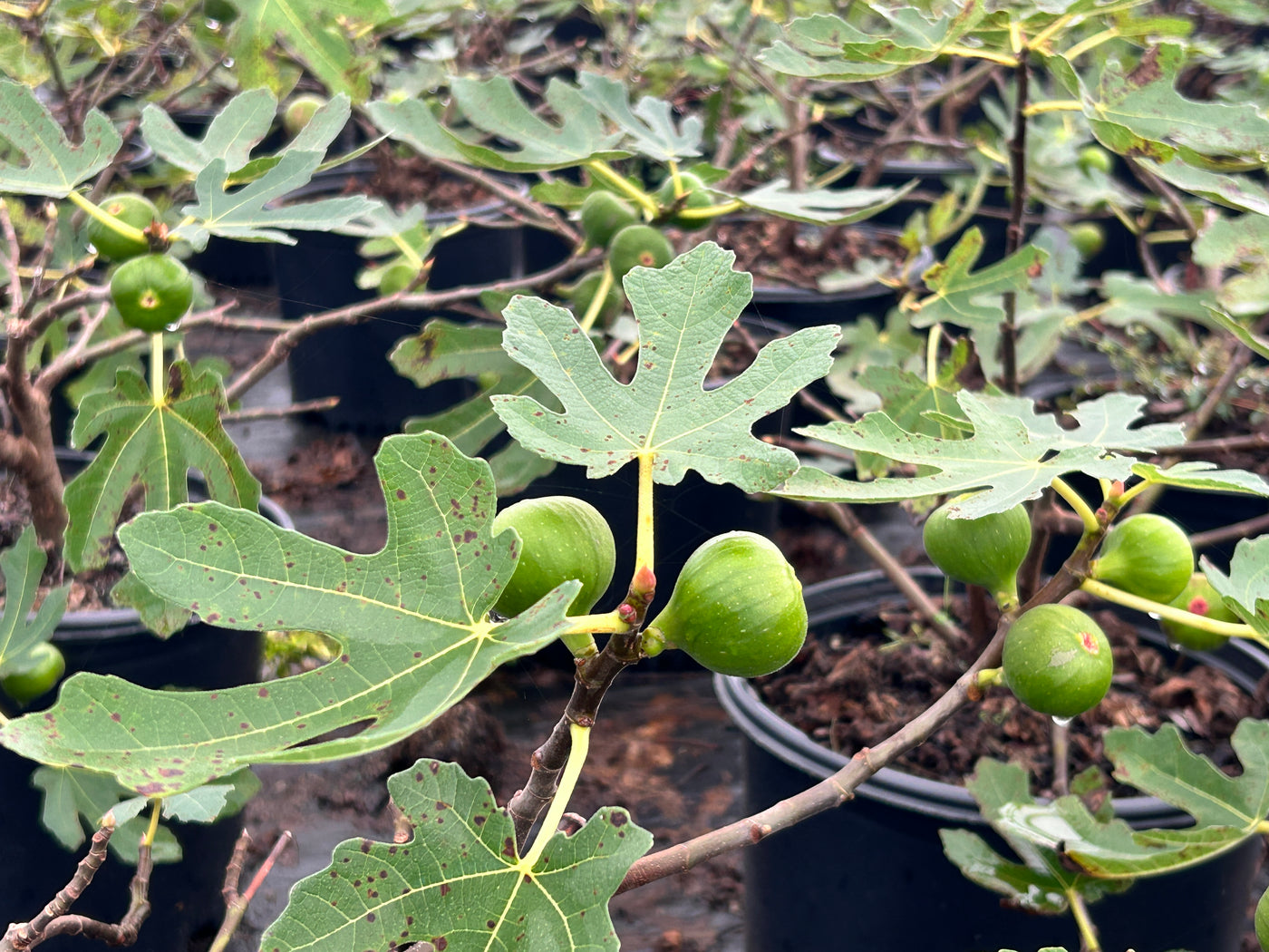 Brown Turkey Fig