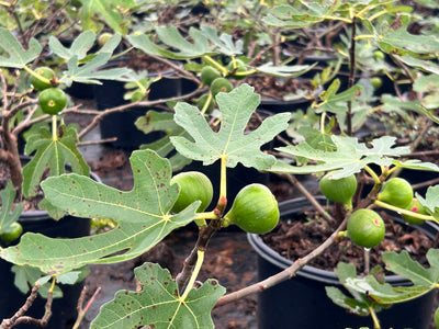 Brown Turkey Fig