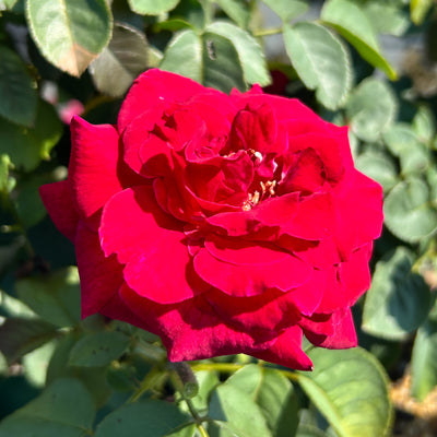 Echo® Brindabella™ Crimson Knight Rose