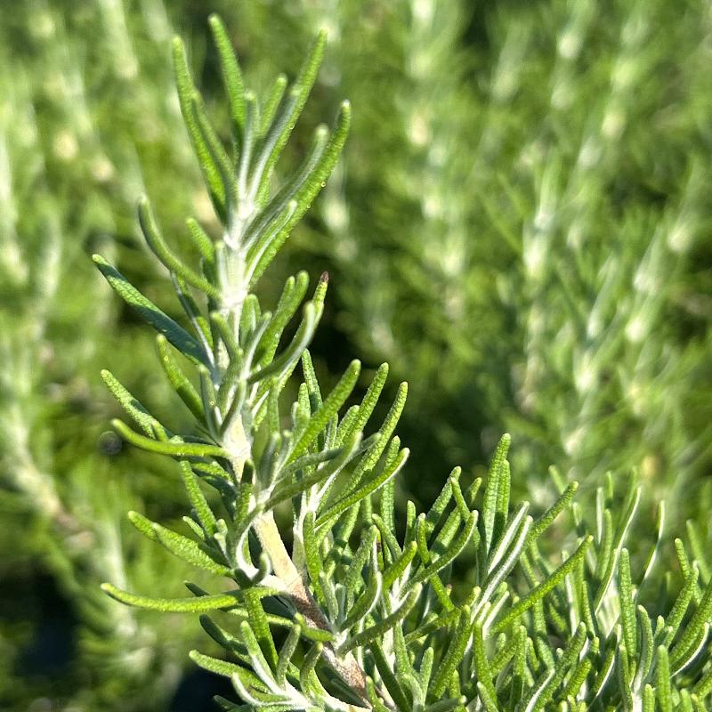 Chef’s Choice® Rosemary