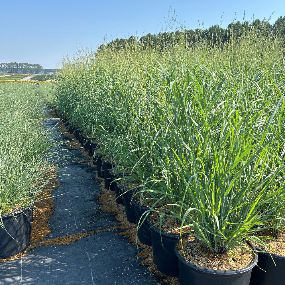 Panicum Heavy Metal ~ Switch Grass