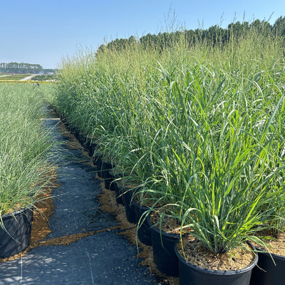 Panicum Heavy Metal ~ Switch Grass