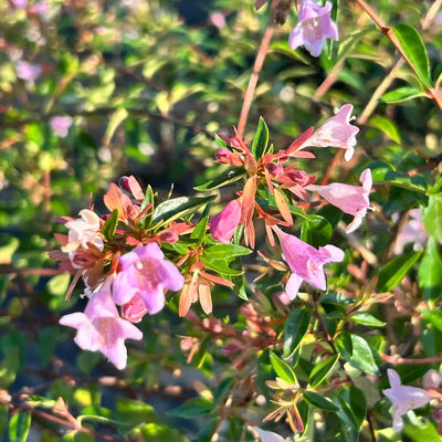 Abelia Edward Goucher - GoBuyPlants