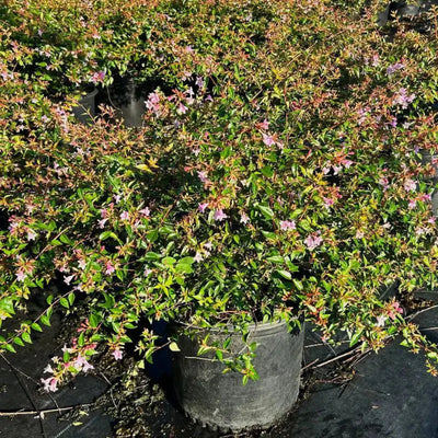 Abelia Edward Goucher - GoBuyPlants