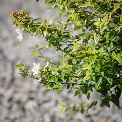 Abelia Kaleidoscope  ~ PP6988 - GoBuyPlants