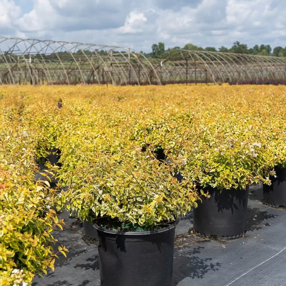 Abelia Kaleidoscope  ~ PP6988 - GoBuyPlants