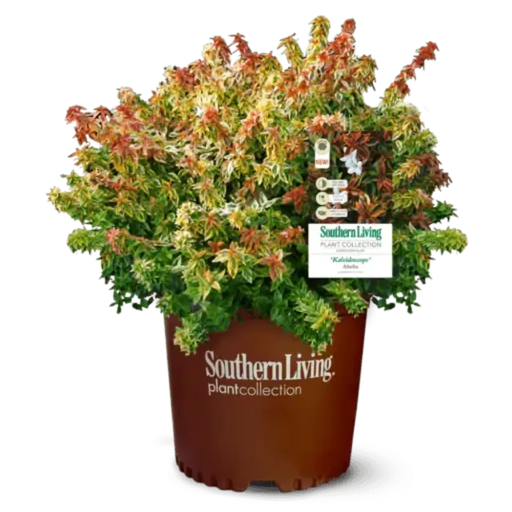 Abelia Kaleidoscope  ~ PP6988 - GoBuyPlants