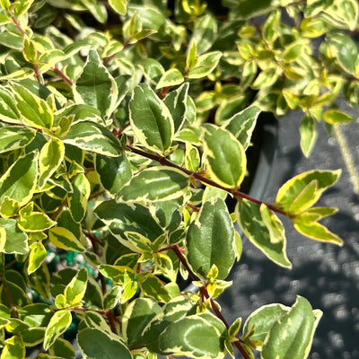 Abelia Radiance - GoBuyPlants