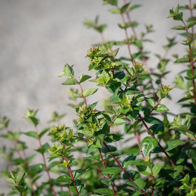 Abelia Rose Creek - GoBuyPlants