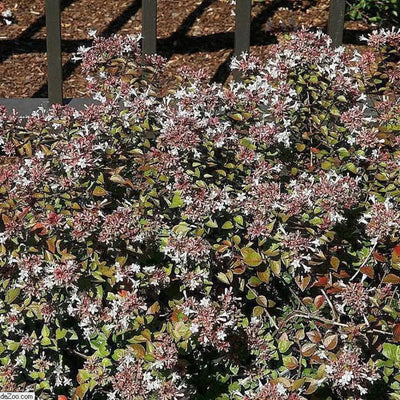 Abelia Rose Creek - GoBuyPlants