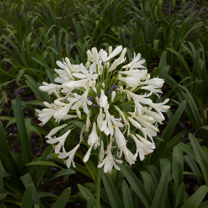Agapanthus &