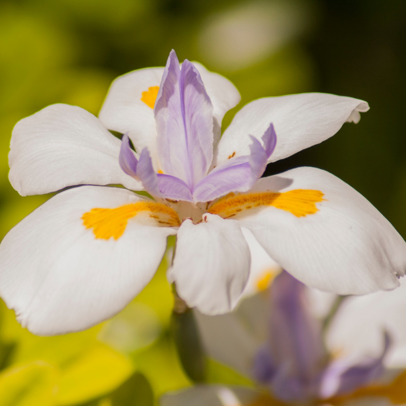 Dietes grandiflora ~ African Butterfly Iris