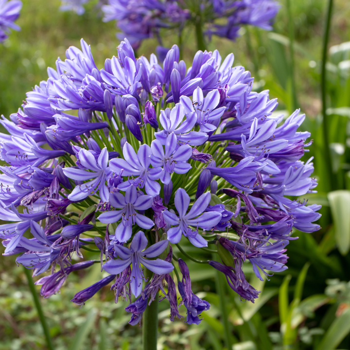 Agapanthus africanus (Blue Lily of the Nile)