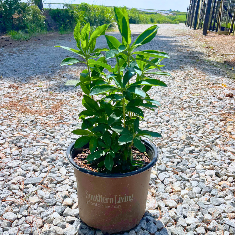 Rhododendron ‘QbackA’ PP27082 ~ Azalea Sunbow® Solar Glow